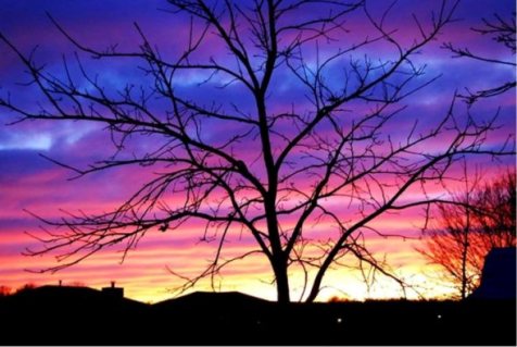 sunset tree.jpg
